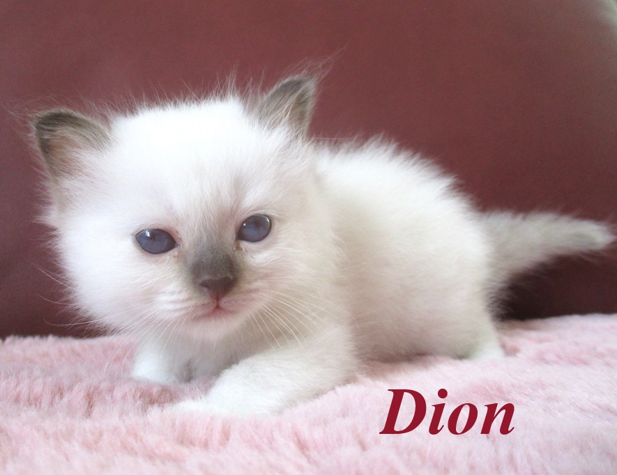 Dion – Birma (Heilige Birma) Kitten – Foto 3