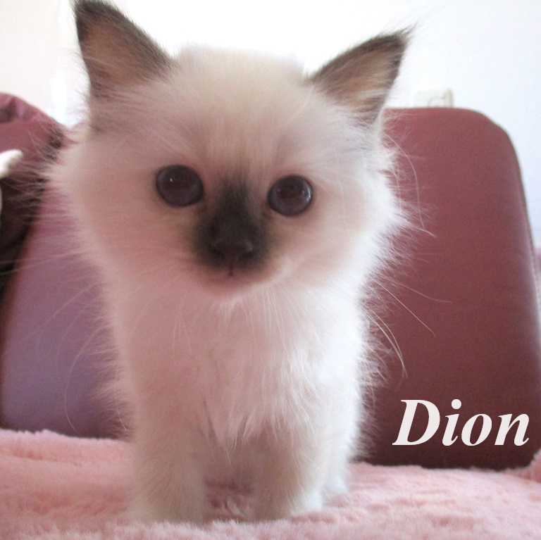 Dion – Birma (Heilige Birma) Kitten – Foto 2