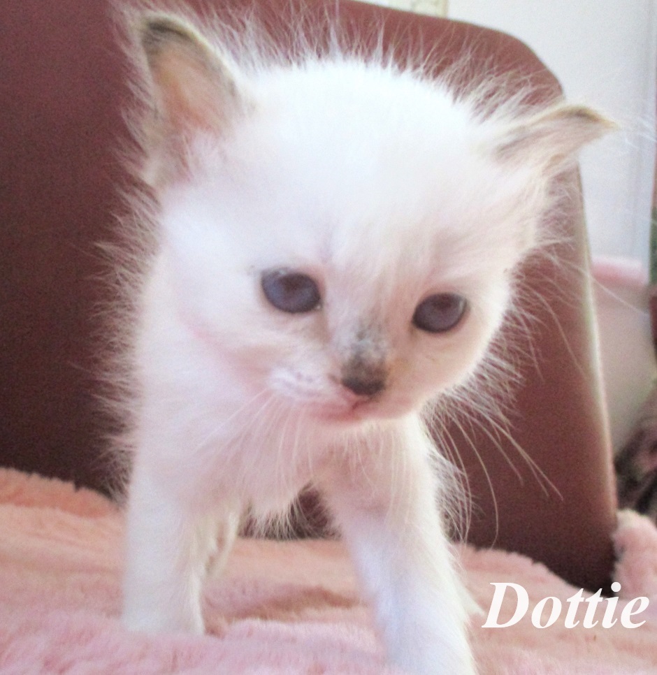 Dottie – Birma (Heilige Birma) Kitten – Foto 3