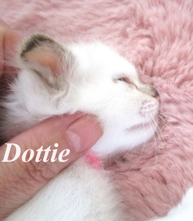 Dottie – Birma (Heilige Birma) Kitten – Foto 4