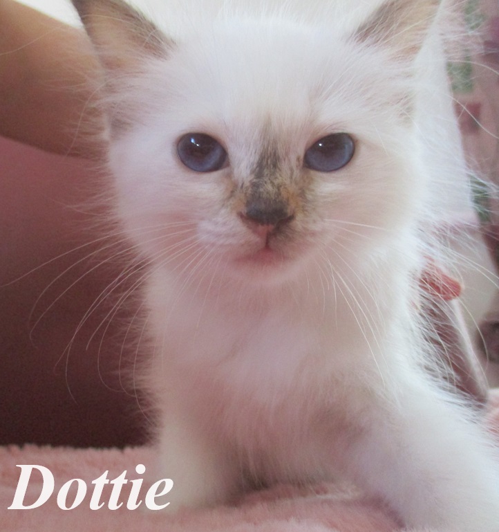 Dottie – Birma (Heilige Birma) Kitten – Foto 2