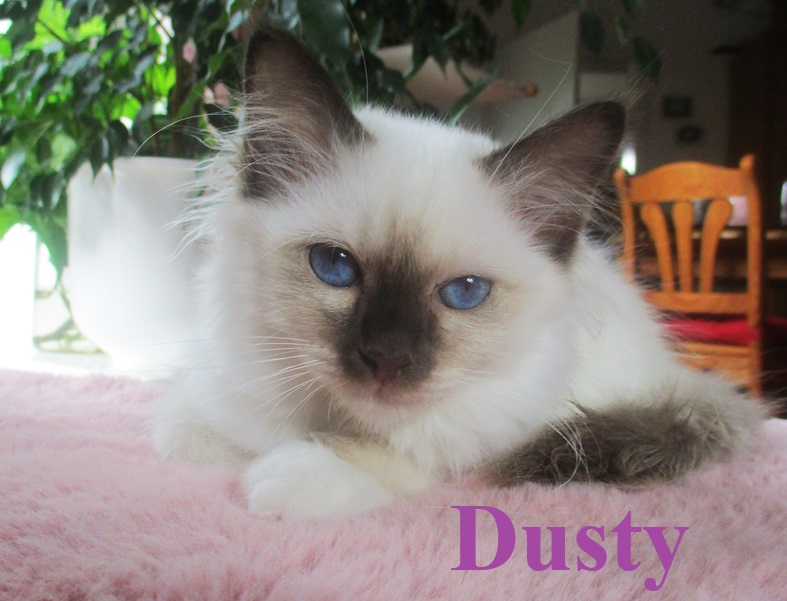 Dusty
