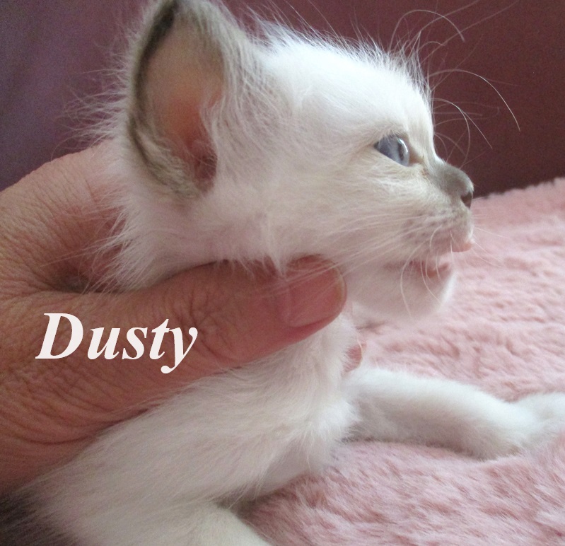 Dusty – Birma (Heilige Birma) Kitten – Foto 4