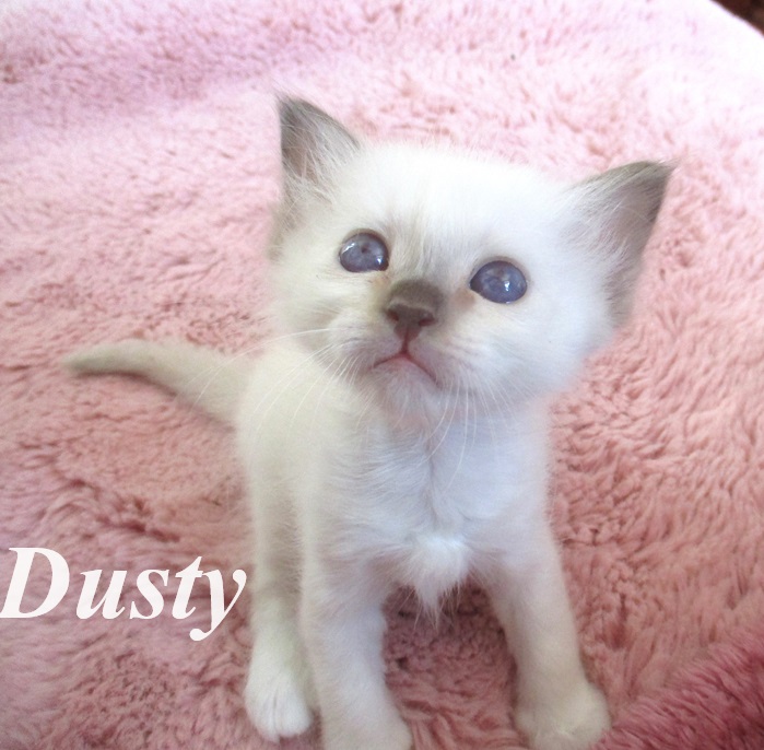 Dusty – Birma (Heilige Birma) Kitten – Foto 3