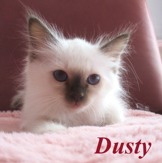 Dusty – Birma (Heilige Birma) Kitten – Foto 2
