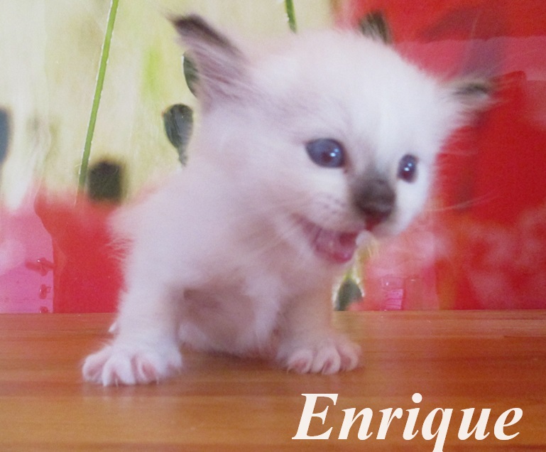 Enrique – Birma (Heilige Birma) Kitten – Foto 2