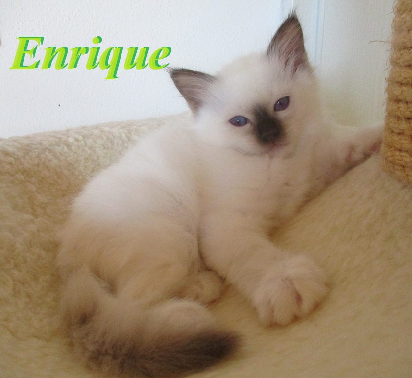 Enrique