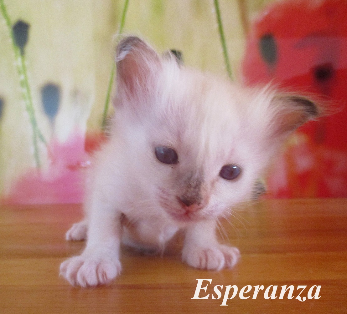 Esperanza – Birma (Heilige Birma) Kitten – Foto 2