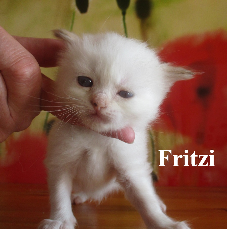 Fritzi – Birman (Sacred Cat of Burma) kitten, Chocolate Tortie Point – Photo 2