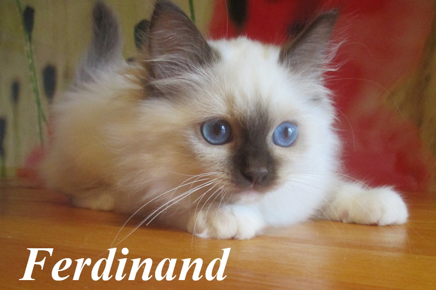 Ferdinand