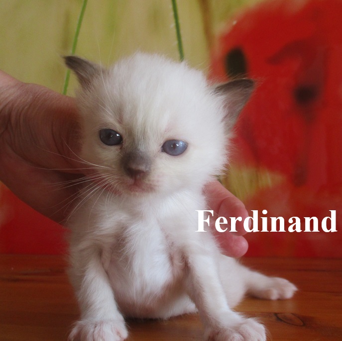 Ferdinand – Birma (Heilige Birma) Kitten – Foto 2