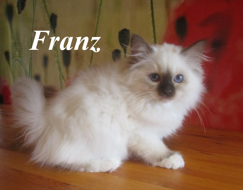 Franz