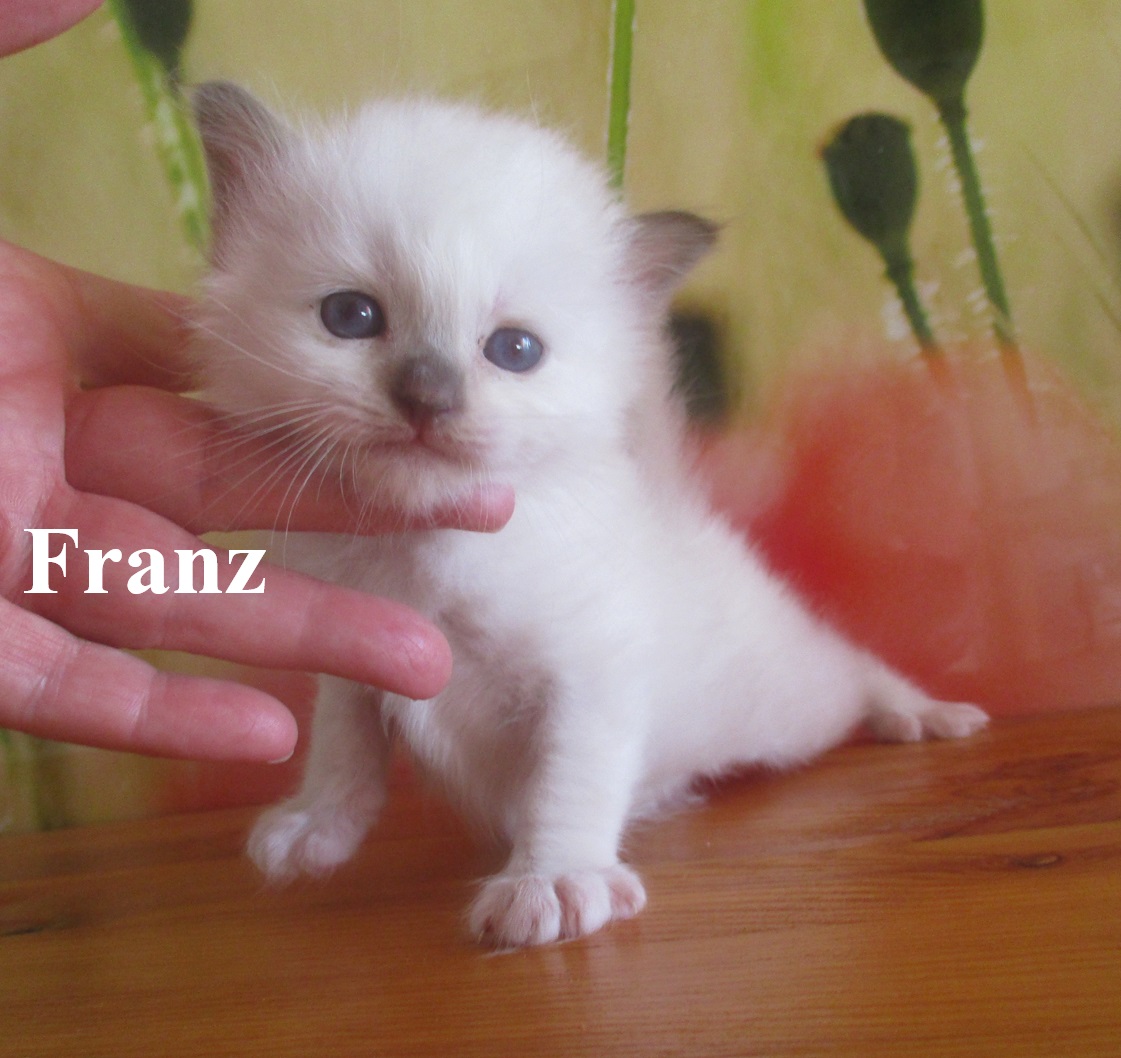 Franz – Birma (Heilige Birma) Kitten – Foto 2