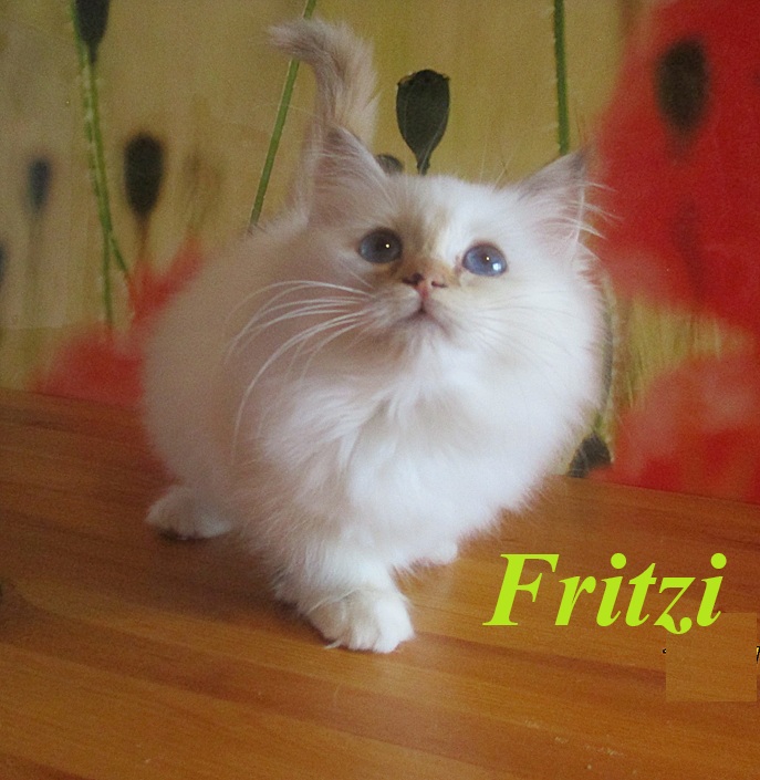 Fritzi – Birman (Sacred Cat of Burma) kitten, Chocolate Tortie Point