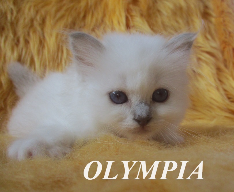 Olympia – Birma (Heilige Birma) Kitten, Lilac Point – Foto 3