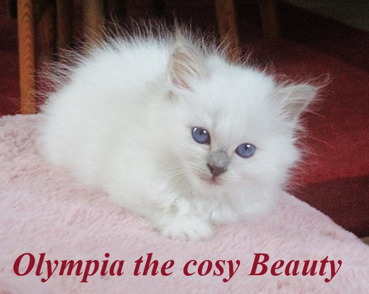 Olympia – Birma (Heilige Birma) Kitten, Lilac Point – Foto 2