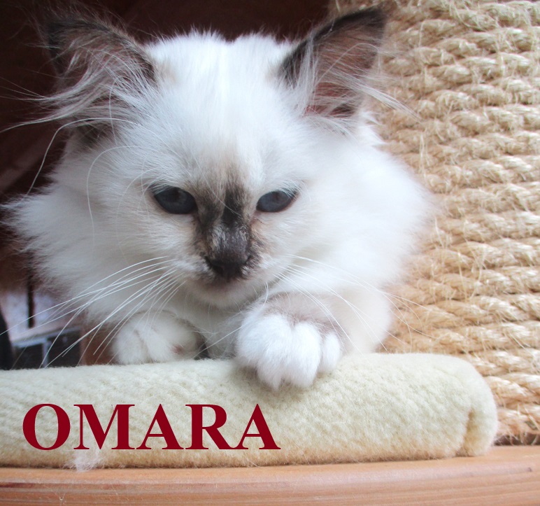 Omara