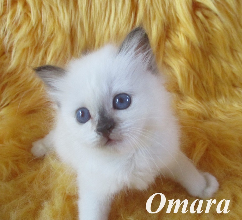 Omara – Birma (Heilige Birma) Kitten, Chocolate Tortie Point – Foto 3