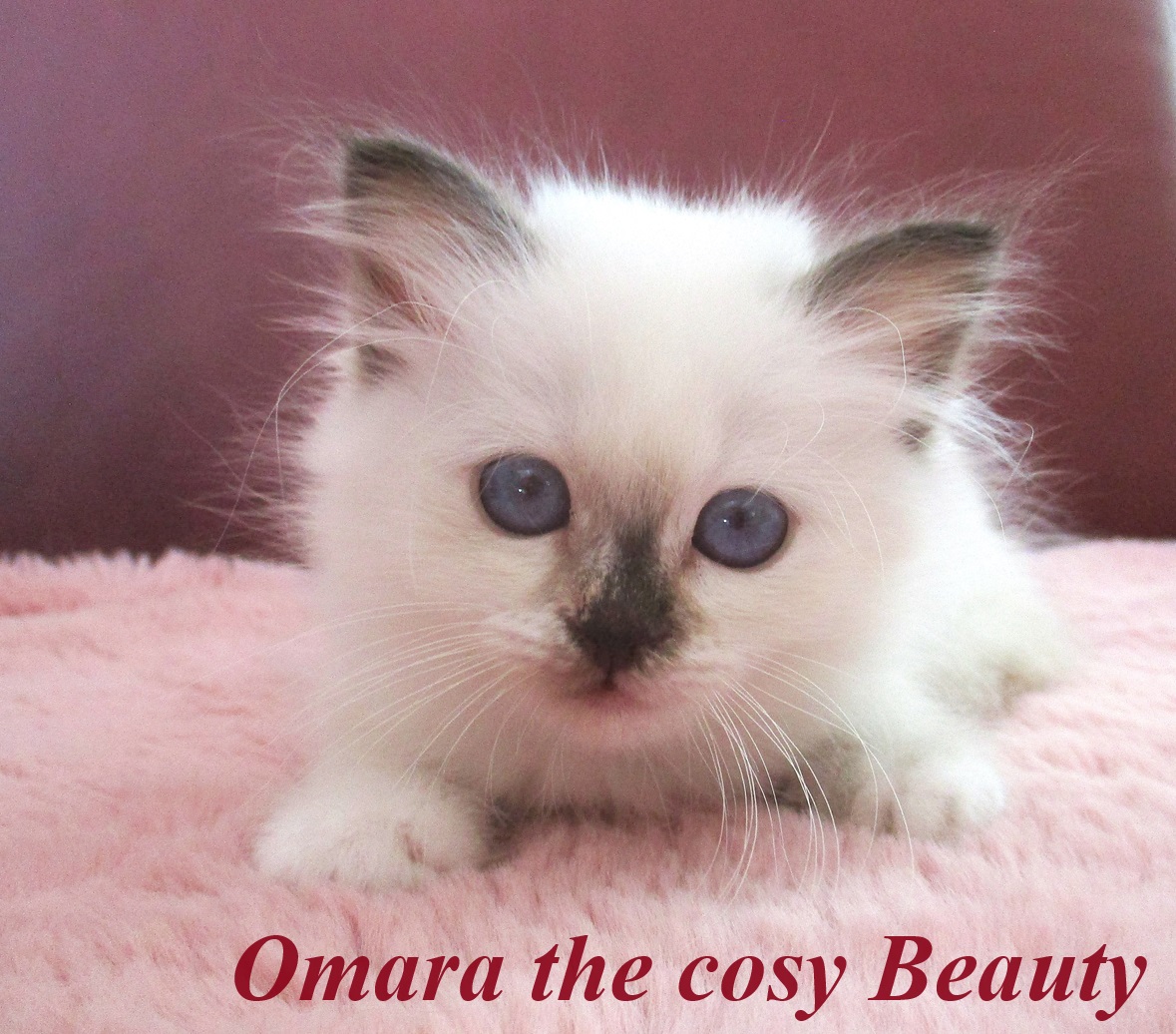 Omara – Birma (Heilige Birma) Kitten, Chocolate Tortie Point – Foto 2