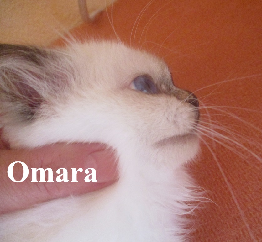 Omara the cosy Beauty – Heilige Birma, Chocolate Tortie Point – Foto 5