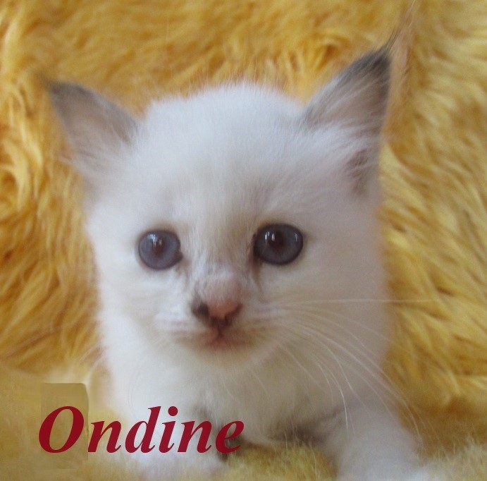 Ondine – Birma (Heilige Birma) Kitten, Chocolate Tortie Point – Foto 3