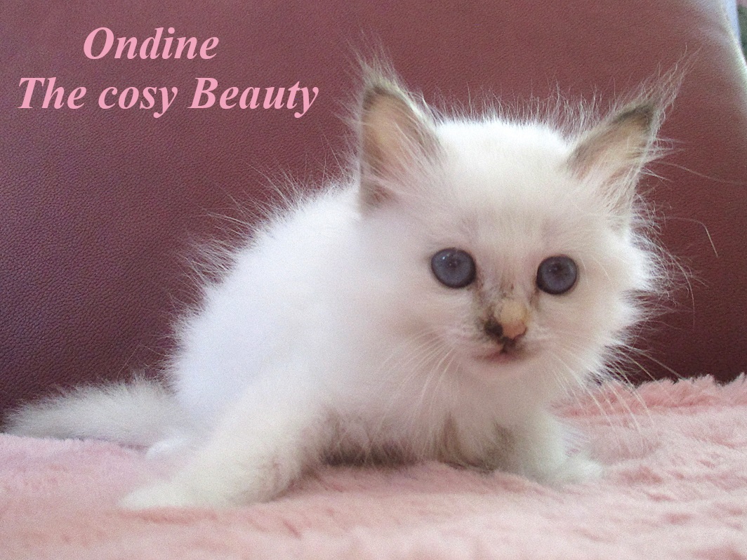 Ondine – Birma (Heilige Birma) Kitten, Chocolate Tortie Point – Foto 2