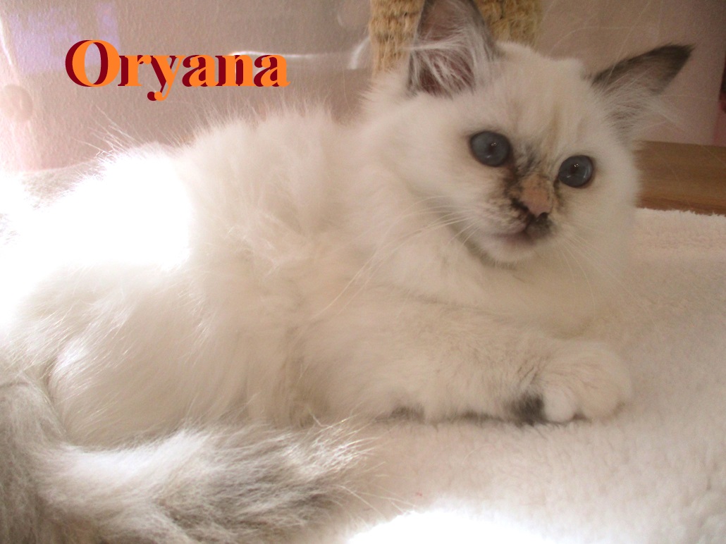 Oryana
