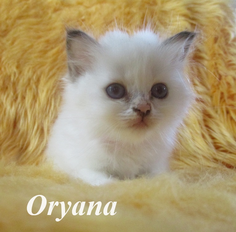 Oryana – Birma (Heilige Birma) Kitten, Chocolate Tortie Point – Foto 3