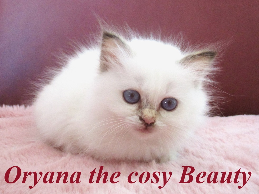 Oryana – Birma (Heilige Birma) Kitten, Chocolate Tortie Point – Foto 2