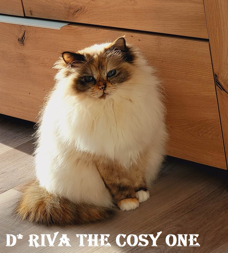 Riva the cosy One – Heilige Birma