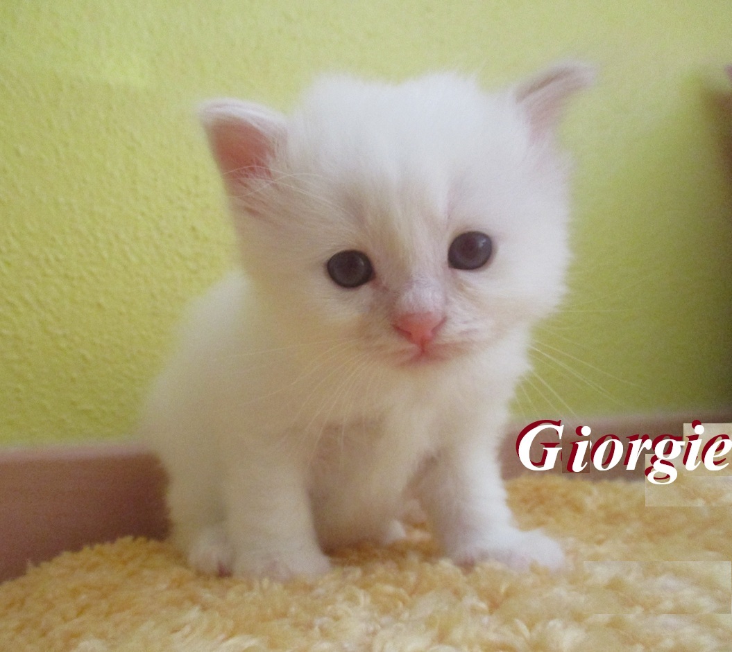 Giorgie – Birma (Heilige Birma) Kitten, Cream Point – Foto 2