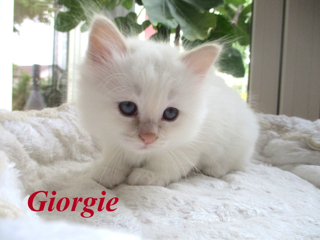 Giorgie