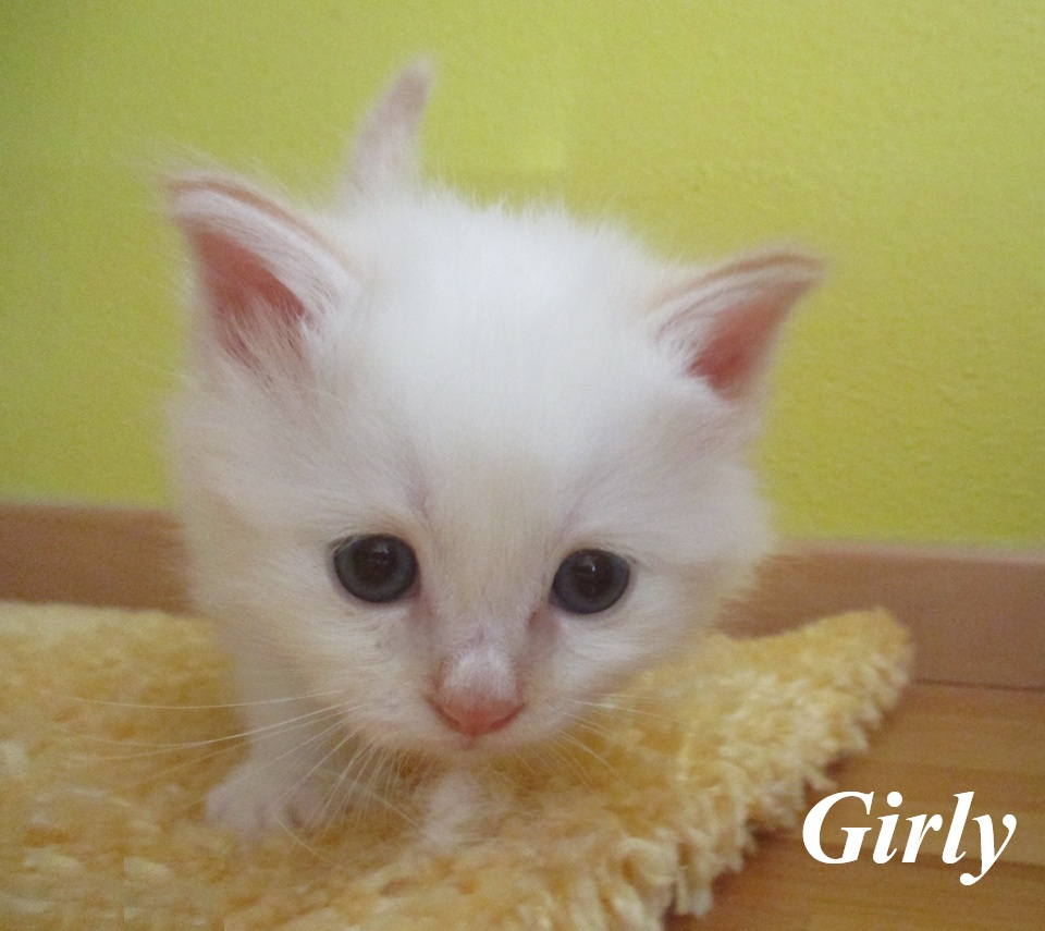 Girly – Birma (Heilige Birma) Kitten, Red Point – Foto 2