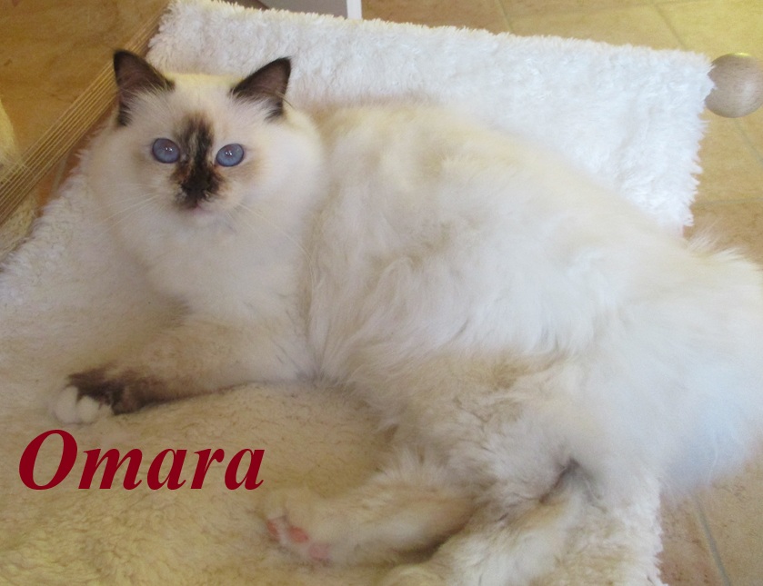 Omara the cosy Beauty – Heilige Birma, Chocolate Tortie Point – Foto 2