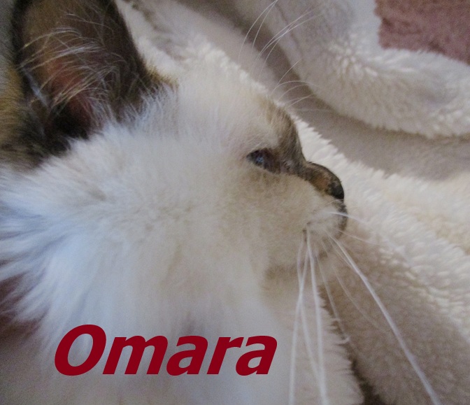 Omara the cosy Beauty – Heilige Birma, Chocolate Tortie Point – Foto 3