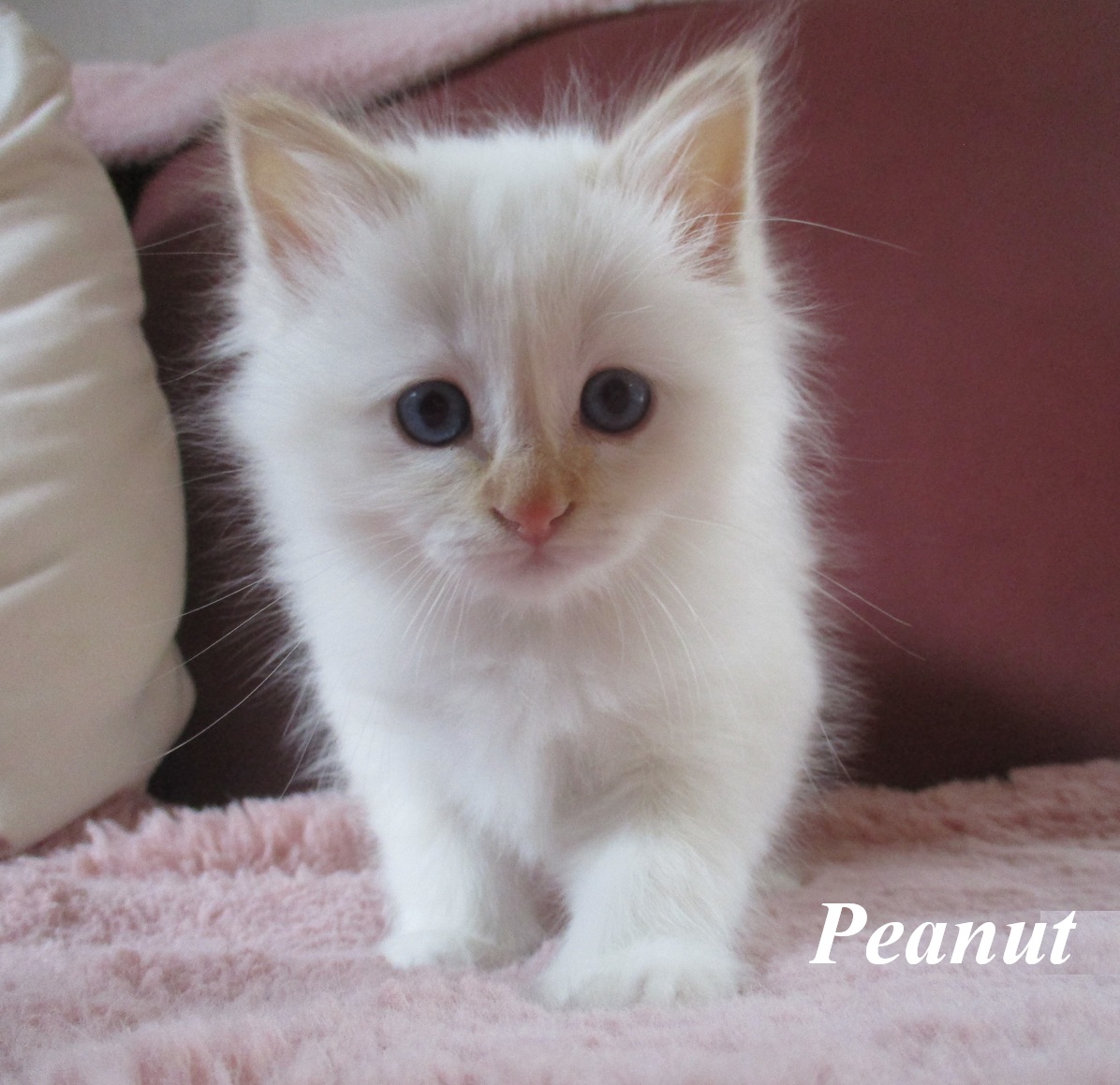Peanut