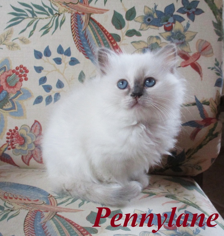 Pennylane