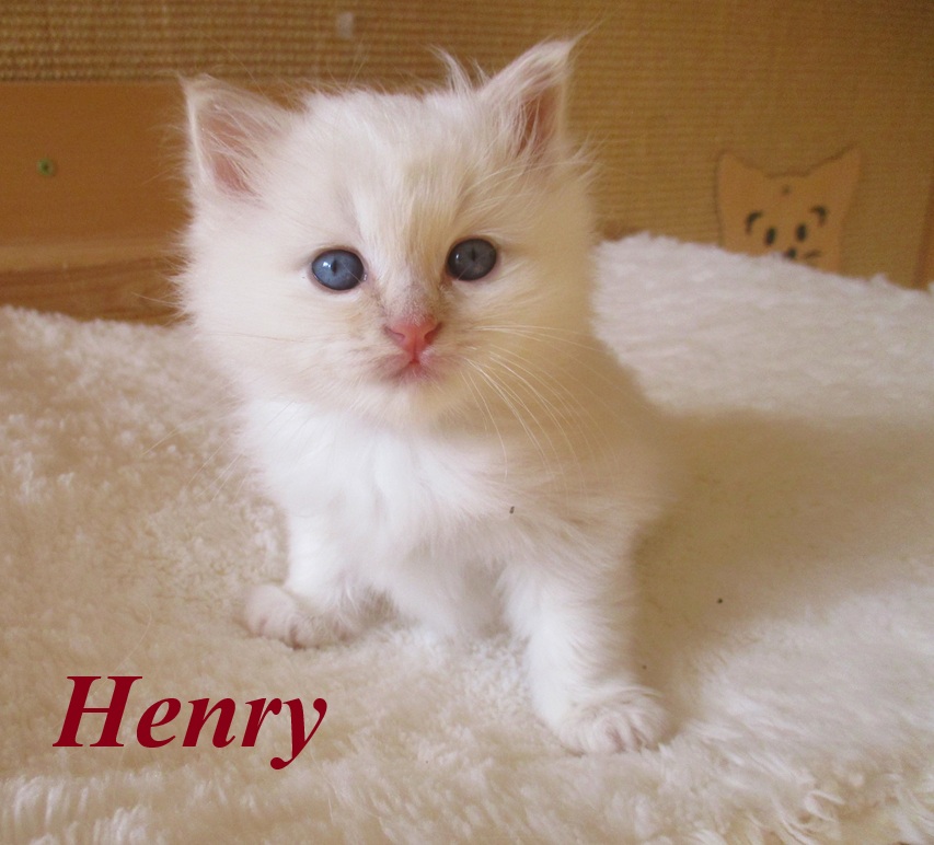 Henry – Birma (Heilige Birma) Kitten, Cream Point – Foto 2