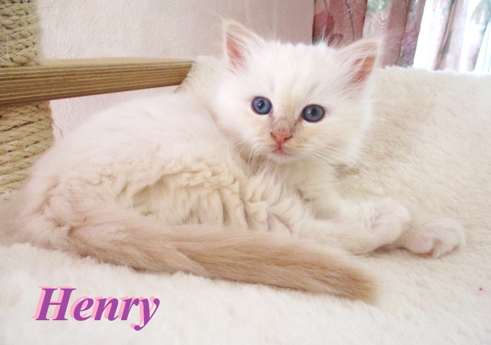 Henry