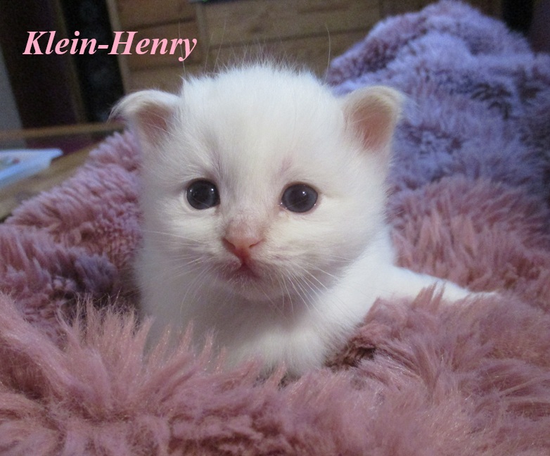 Henry – Birma (Heilige Birma) Kitten, Cream Point – Foto 3