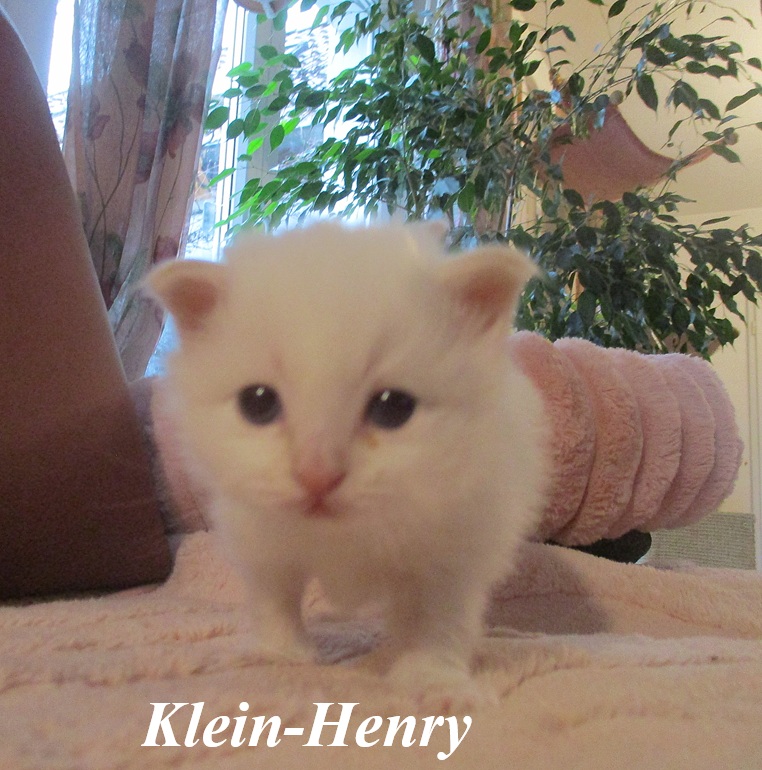 Henry – Birma (Heilige Birma) Kitten, Cream Point – Foto 4