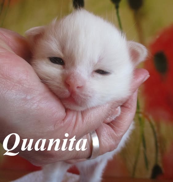 Quanita – Birma (Heilige Birma) Kitten, Cream Point – Foto 3