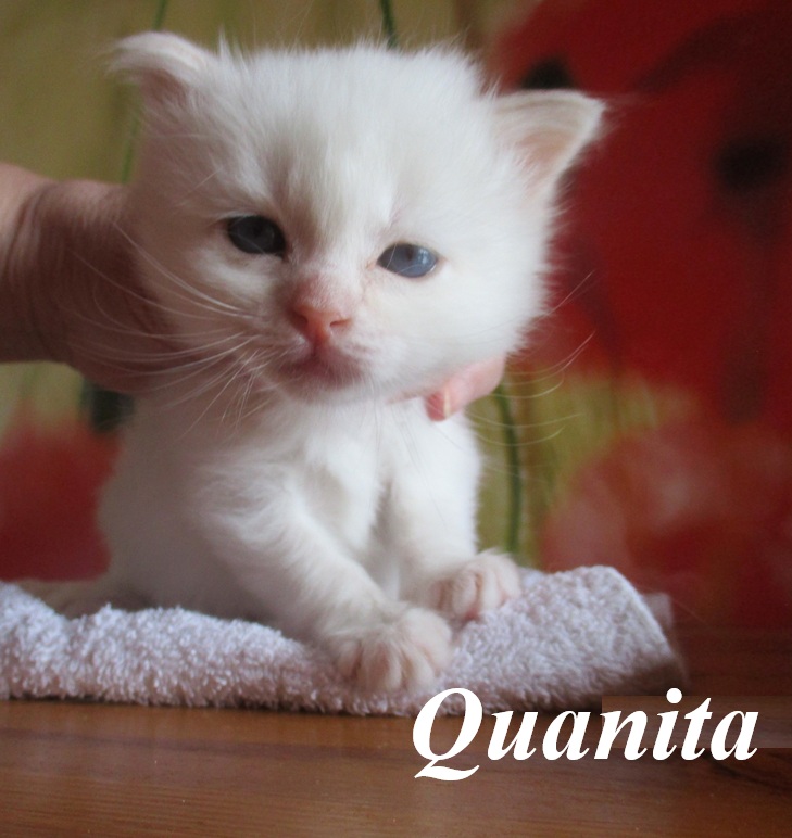 Quanita – Birma (Heilige Birma) Kitten, Cream Point – Foto 2