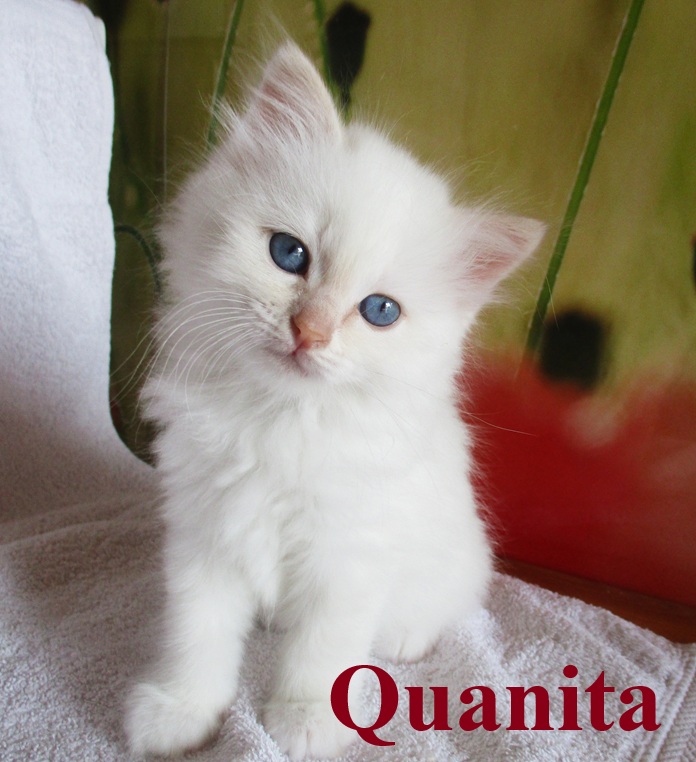 Quanita