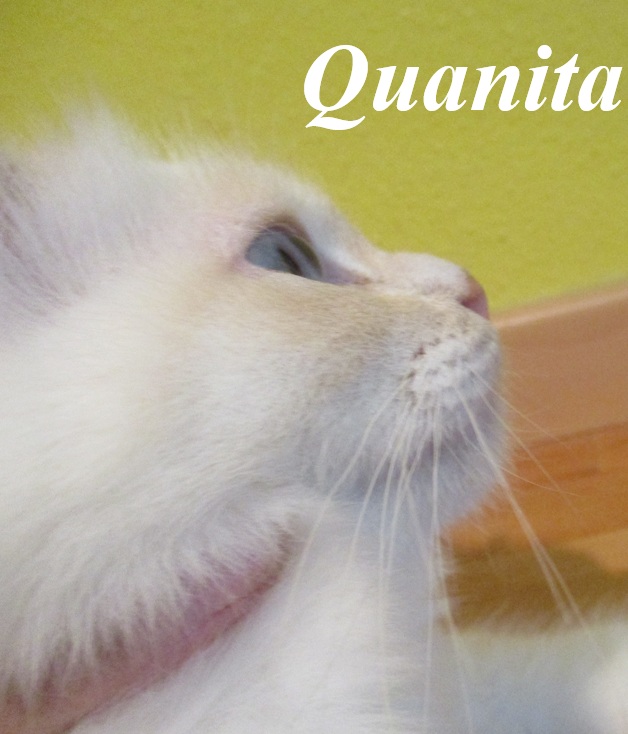 Quanita the cosy Beauty – Birma (Heilige Birma), Cream Point – Foto 2