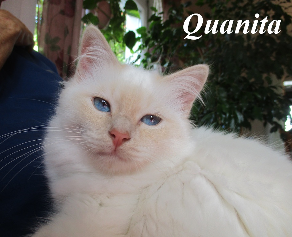 Quanita the cosy Beauty