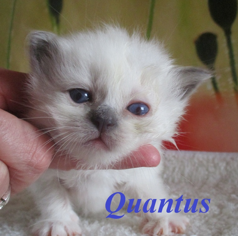 Quantus – Birma (Heilige Birma) Kitten, Blue Point – Foto 2