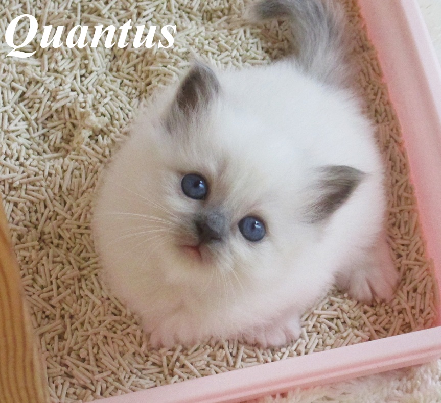 Quantus