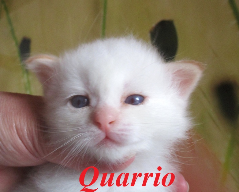 Quarrio – Birma (Heilige Birma) Kitten, Red Point – Foto 2