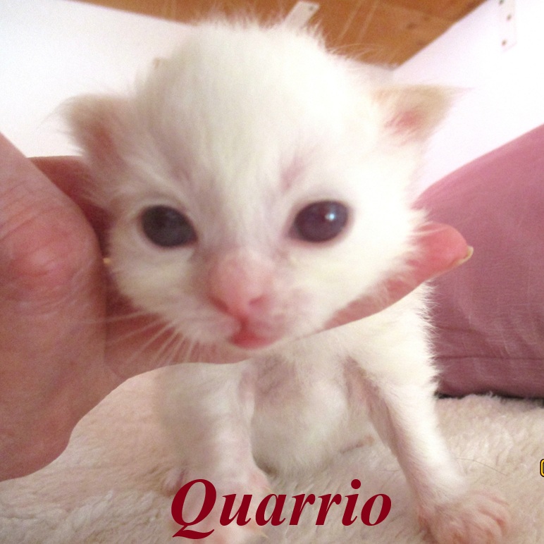 Quarrio – Birma (Heilige Birma) Kitten, Red Point – Foto 3